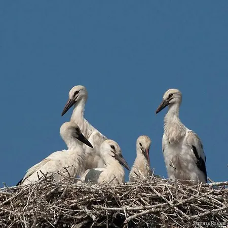 Daire Chez Fretz Ribeauvillé